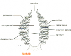 sponge body plan with choanocytes lining radial canals which all lead to the spongocoel; small in size (2-3cm); water enters radial canals through small openings and exits to spongocoel through openings called apopyles