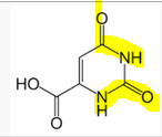 they are fed into the pyrimidine synthesis pathway and excreted as orotic acid
