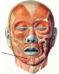 O: lateraal van de kin op de basis van de mandibula onder het foramen mentale
I: de huid van de onderlip tot aan de grens van het lippenrood
F: trekt de onderlip naar beneden


Kleine, dunne, vierhoekige spier