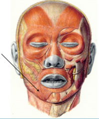 O: voor- en zijkant van de mandibula
I: - de mondhoeken
- enkele vezels in de bovenlip
F: - trekt de mondhoeken naar beneden
- draagt bij tot het sluiten van de lippen


driehoekige spier