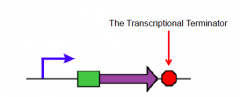 Genetic parts to controlling protein expression: Transcriptional Terminator - what does RNA Polymerase and mRNA do when it reaches here? what follows after this sequence?