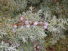 Common names: Arizona Cypress, Rough barked Arizona cypress.
Scientific name: Cupressus arizonica
Evergreen pyramid shaped tree 36-72ft, soft textured, pale grey green, scale like silvery blue-green foliage, full sun, male flowers are yellow- gr...