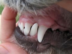 The dog has a total of 6 incisors.


The incisors on the mandible should be palatal to the incisors on the maxilla.


The lower first molars in the dog are triple-rooted.


The incisors on the maxilla should rest caudal to the incisors on th...