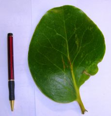 Common names: Broad leaf, Papauma.
Maori name: Kapuka
Scientific name: Griselinia littoralis
New Zealand
Broad leaf is a small tree which is found throughout New Zealand in forests from sea level to 900m used commonly as hedging, has deep gree...