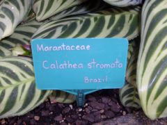 Common Name: stromante
Scientific Name: Calathea stromata
Category: Marantaceae
Found: Brazil
Small shrub grows in Temp: 10-25 degrees C, moderate growth rate, survive in full sunlight, light- dark green foliage, lilac flowers, large green str...