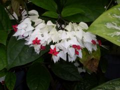 Common Name: Bleeding Heart Vine, bleeding heart, clerodendron, gory bower
Scientific Name: Clerodendrum thomsonae
Found: Tropical West Africa
Fragrant flowers, full sun to partial shade, in high humidity, reproduces through seed in fruits in S...