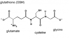 glutamate, cysteine, and glycine