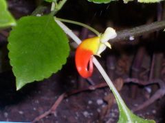 Common Name: Congo Cockatoo
Scientific Name: Impatiens niamniamensis
Category: Balsaminaceae
Survives in light shade, partial sun, and full shade, flowers are red, bright yellow and green, evergreen plant with all year round flowering, sensitiv...