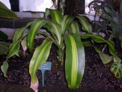 Common Name: Massangeana Corn Plant, Cornstalk/ fragrant Dracaena
Scientific Name: Dracaena fragrans
Category: Dracaenaceae
Has glossy bright green leaves with green rimmed yellow stripes down the center, slow growing pole shrub, leaves grow 1m...