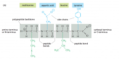 -singer linear chain of many amino acids held together by amide bonds / peptide bond (covalent bond)
-each polypeptide chain consists of a backbond called the polypeptide backbone
-two ends of amino acid: one sports an amino group (NH3+ or NH2) an...