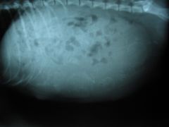 How many days after fertilization will canine fetal skeletons first appear on a radiograph?