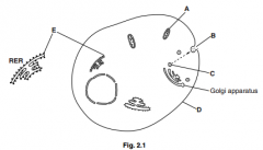 2b)i) Identify two features, visible in Fig.2.1, which would not be present in a prokaryotic cell. (2)