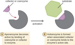 Cofactors (often metal ions) and coenzymes (often vitamins) make the active site on Enzyme to bind substrate.