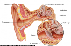 Het middenoor (auris media) is een holte in het rotsbeen met daarin de gehoorbeentjesketen.
Het middenoor bestaat uit:
1.    het trommelvlies (membrana tympani)
2.    de trommelholte (cavum tympani) met de gehoorbeentjes (ossicula tympani) en de m...