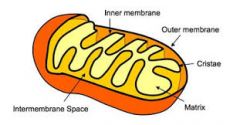 Which domain of the mitochondria is acidic (high [H+])?