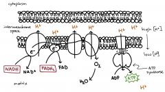 NADH (at protein I) and FADH2 (at protein II) in the electron transport chain
