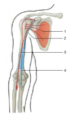 origen e inserción del musculo señalado con el numero 1