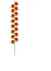 series of individual flowers on unbranched stalk; without pedicle (sessile)