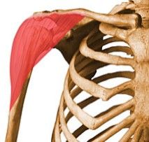 ¿que musculo es el que está señalado? ¿cual es su origen e inserción?