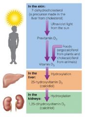 Few food resources- Oily fish, egg yolk, fortified milk
Sun exposure - no risk of toxicity, latitude, season, time of day