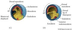 Inside: endoderm and mesoderm


Outside: ectoderm (incl. future neural ectoderm)