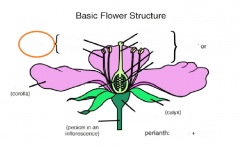 the male reproductive organ of a flower