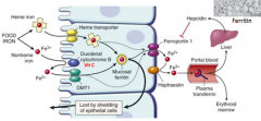 - Heme transporter brings heme iron into epithelial cell of duodenum
- Iron is transferred to mucosal ferritin or transported into plasma via Ferroportin 1