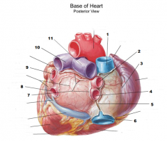Qué se observa en el segmento izquierdo de la base del corazón?