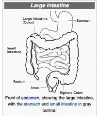 colon (large intestine)