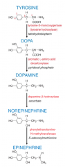 phenylethanolamine N-methyltransferase