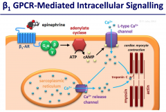 leads to activation of adenylyl cyclase and increased intracellular cAMP concentrations. This in turn leads to increased calcium concentrations because of the stimulatory action of cAMP on L-type calcium channels.