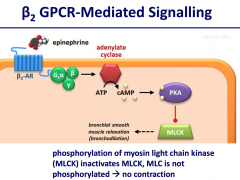 leads to activation of adenylyl cyclase and increased intracellular cAMP concentrations. This in turn leads to activation (phosphorylation) of protein kinase A (PKA). PKA inactivates myosin light chain kinase (MLCK), so myosin light chain is not p...
