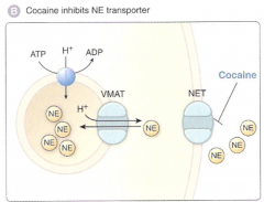 inhibits the norepinephrine transporter, reducing the reuptake or NE