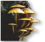 The Six Kingdoms of Life: This kingdom contains nonphotosynthetic organisms, mostly multicellular, that digest their food [EXTERNALLY], such as these mushrooms. ([FUNGI])