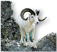 1. The Six Kingdoms of Life: Organisms in this kingdom are nonphotosynthetic multicellular organisms that digest their food __________, such as this ram. (________)