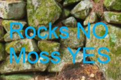 Is it alive? Rocks? Moss?