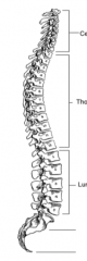 Sagittal plane

Primary: Thoracic and Sacral
Secondary: Cervical and Lumbar