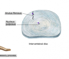 Where is the first Intervertebral disc found?

Where is the last intervertebral disc found?