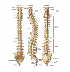 Name regions of the vertebral column (VC) from most mobile to least mobile.