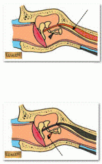 m. tensor tympani ca. 25mm
(// met buis v Eustachius en hecht aan thv einde hamersteel en bezenuwd door nervus trigeminus V)
m. stapedius ca. 6 mm
(hecht aan de hals van de stapes en bezenuwd door nervus facialis VII)