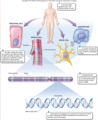 1. Theories Unify Biology as a Science: Gene Theory: Molecular Basis of Inheritance – ________ and RNA molecules are encoded by an organisms’ _____ (portions of DNA) that determine what an organism is like.