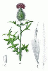 Species: Cirsium vulgare
Com. Name: Bull Thistle 
Fam: sunflower 
Life cycle: P