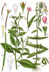Species: Epilobium ciliatum
Com. Name: northern Willowherb
Fam: evening primrose
Life cycle: A
