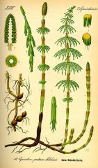 Species: Equisetumspp.     
Com. Name: horsetailN
Fam: horsetail 
Life cycle: P