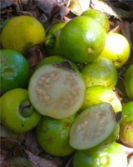 Sour guava 
1) Remedy for diarrhea 
2) Remedy for coughs 
3) Remedy for colds