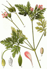 Species: Geranium robertianum
Com. Name: stinky Bob
Fam: geranium
Life cycle: a