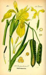 Species: Iris pseudoacorus 
Com. Name: water iris
Fam: lily
Life cycle: p