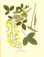 Species: Laburnum anagyroides
Com. Name: golden Chain Treepan
Fam: pea
Life cycle: p