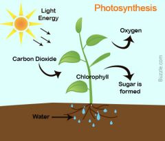 the process by which green plants and some other organisms use sunlight to synthesize foods from carbon dioxide and water.


