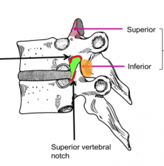 Each vertebra has an inferior and a superior notch so when stacked this space coming from the vertebral canal allows the exit of spinal nerves.
